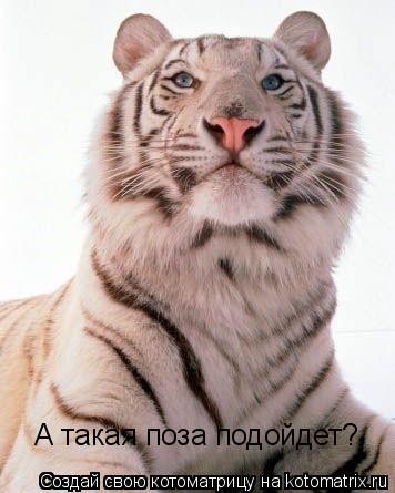 А такая поза подойдет?... Котоматрица: А такая поза подойдет?