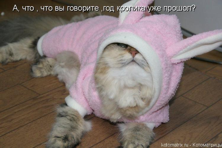 А, что , что вы говорите ,год кролика уже прошол?... Котоматрица: А, что , что вы говорите ,год кролика уже прошол?