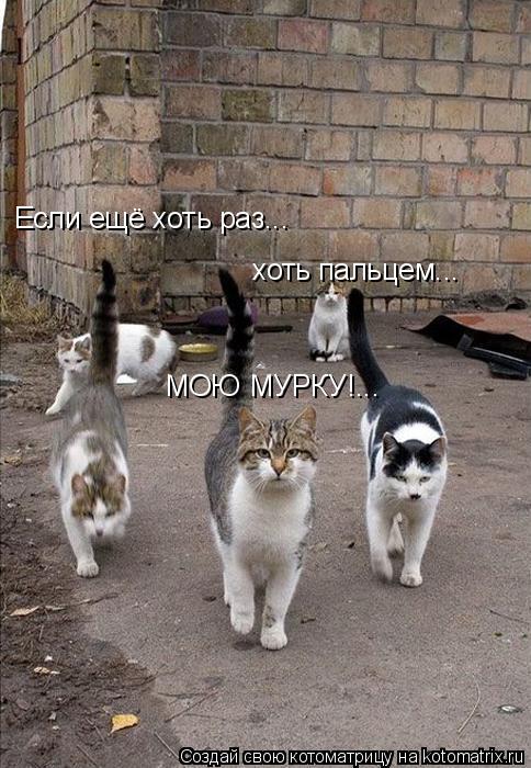 хоть пальцем... МОЮ МУРКУ!... Если ещё хоть раз...... Котоматрица: хоть пальцем... МОЮ МУРКУ!... Если ещё хоть раз...