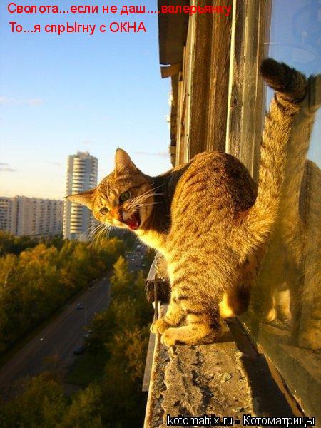 Котоматрица: Сволота...если не даш....валерьянку То...я спрЫгну с ОКНА