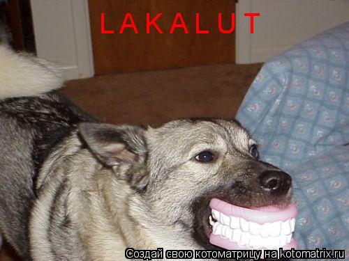 Котоматрица: L A K A L U T