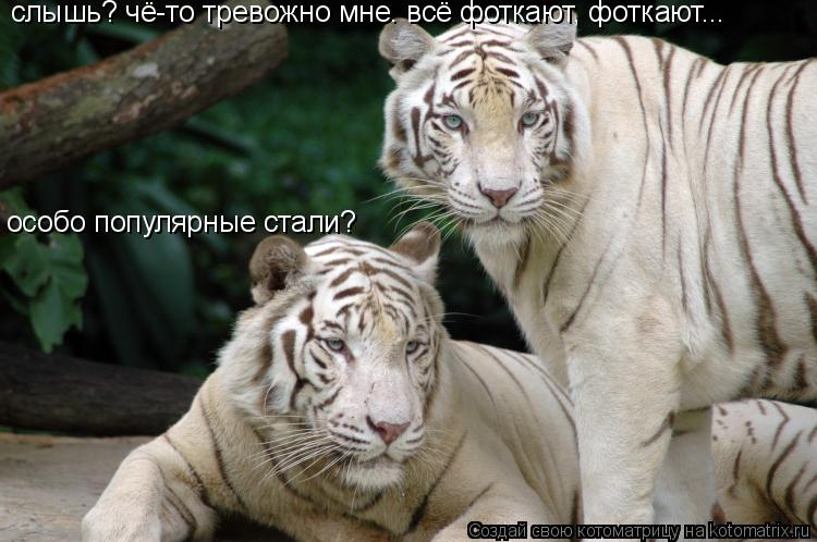 Котоматрица: слышь? чё-то тревожно мне. всё фоткают, фоткают... особо популярные стали?
