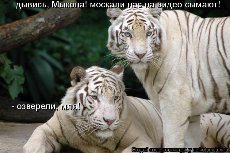 Котоматрица: дывись, Мыкола! москали нас на видео сымают!  - озверели, мля!