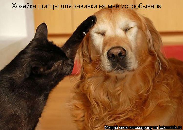 Котоматрица: Хозяйка щипцы для завивки на мне испробывала
