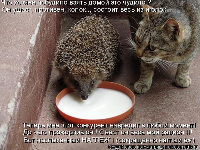 Что хозяев побудило взять домой это чудило ? Он ушаст, противен, колок.., состоит весь из иголок... В... Котоматрица: Что хозяев побудило взять домой это чудило ? Он ушаст, противен, колок.., состоит весь из иголок... Вот неслыханный НАГЛЕЖ ! (сокращённо наглый