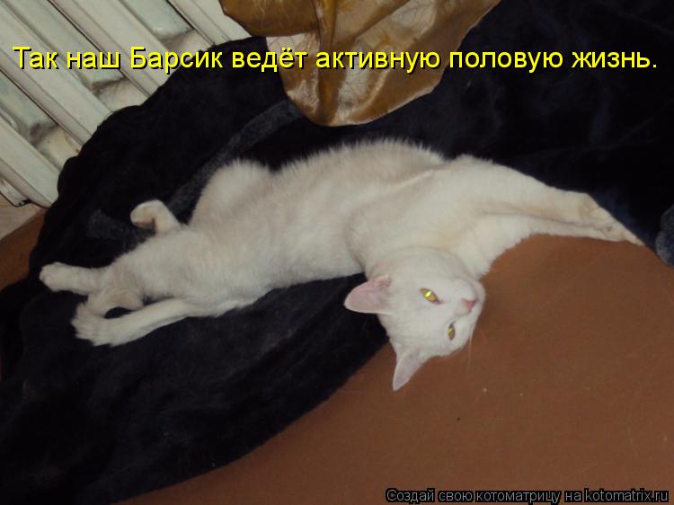 Котоматрица: Так наш Барсик ведёт активную половую жизнь.