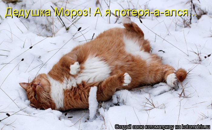 Котоматрица: Дедушка Мороз! А я потеря-а-ался...