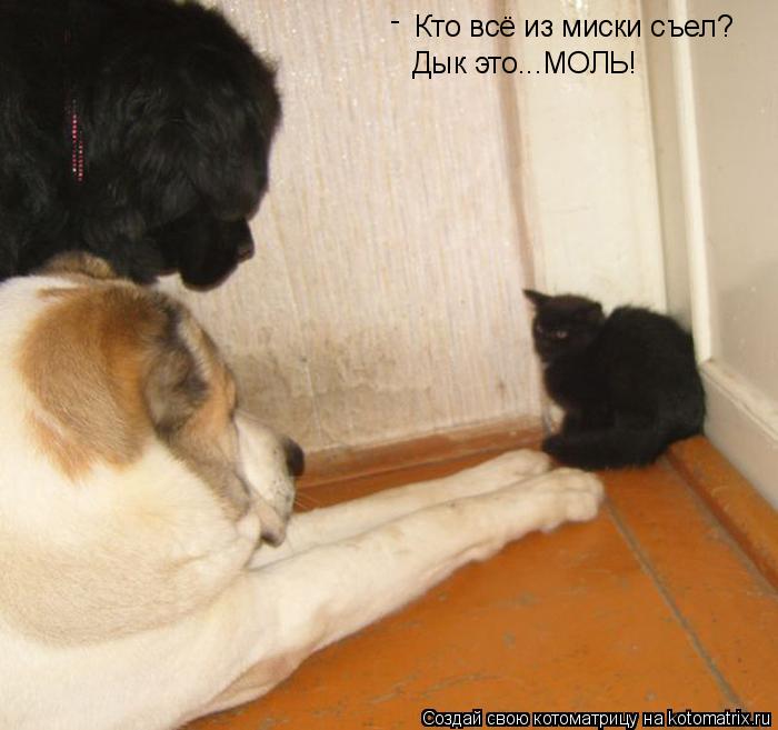 Котоматрица: Кто всё из миски съел? - Дык это...МОЛЬ!