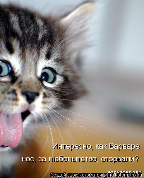 Котоматрица: Интересно, как Варваре  нос, за любопытство, оторвали?