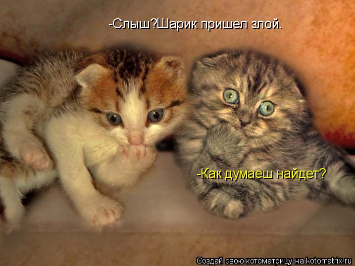 Котоматрица: -Слыш?Шарик пришел злой. -Как думаеш найдет?