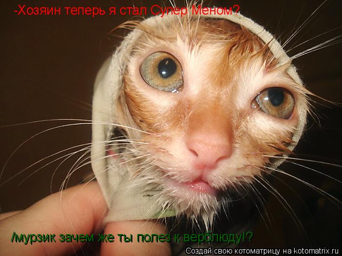 Котоматрица: /мурзик зачем же ты полез к верблюду!? -Хозяин теперь я стал Супер Меном?