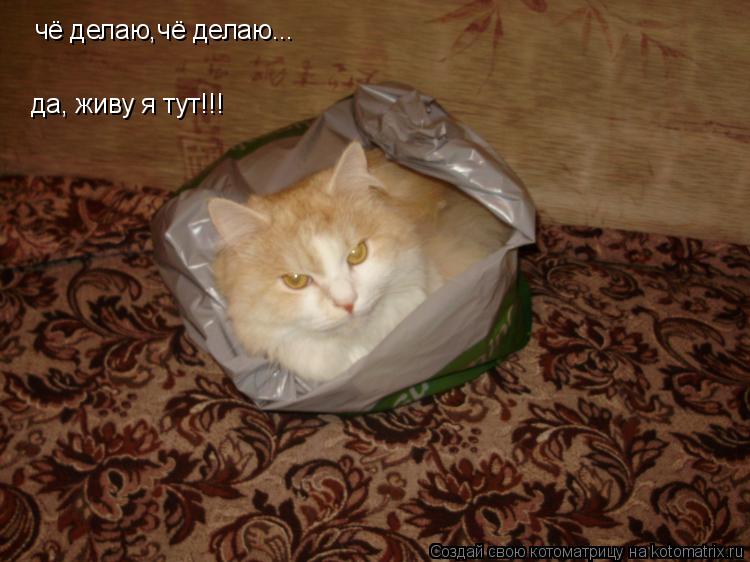 Котоматрица: чё делаю,чё делаю... да  да, живу я тут!!!