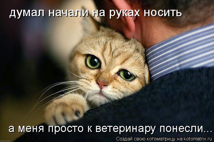 думал начали на руках носить а меня просто к ветеринару понесли...... Котоматрица: думал начали на руках носить а меня просто к ветеринару понесли...