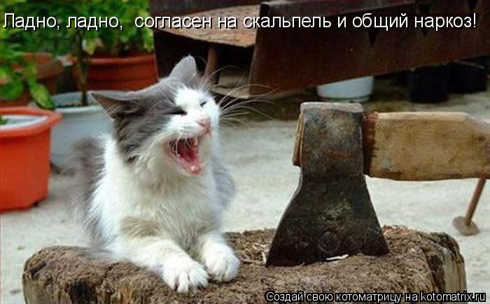 Ладно, ладно, согласен на скальпель и общий наркоз!... Котоматрица: Ладно, ладно, согласен на скальпель и общий наркоз!