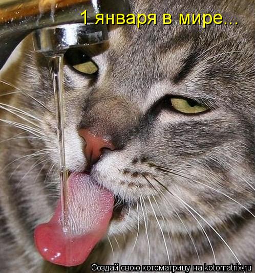 Котоматрица: 1 января в мире...