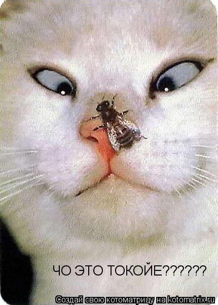 Котоматрица: ЧО ЭТО ТОКОЙЕ??????