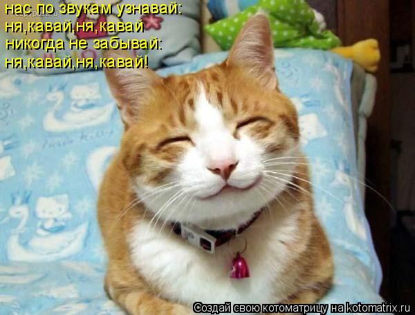 Котоматрица: нас по звукам узнавай: ня,кавай,ня,кавай никогда не забывай: ня,кавай,ня,кавай!