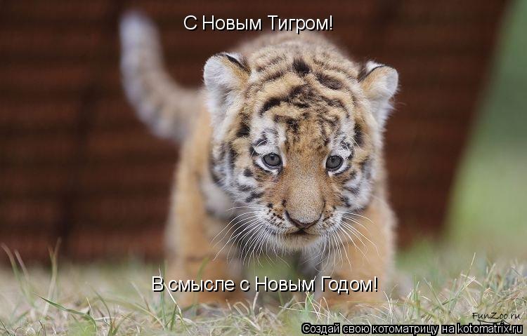 Котоматрица: В смысле с Новым Годом! С Новым Тигром!