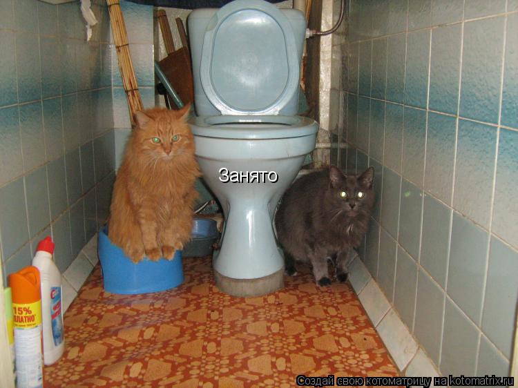 Котоматрица: Занято