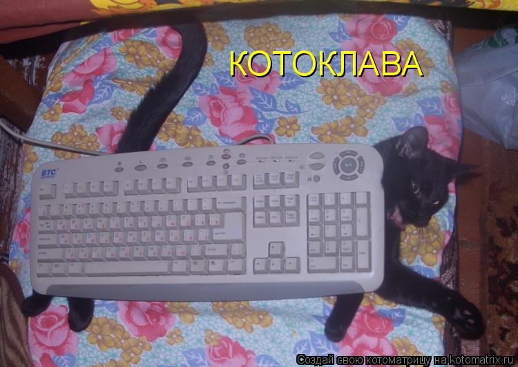 Котоматрица: КОТОКЛАВА