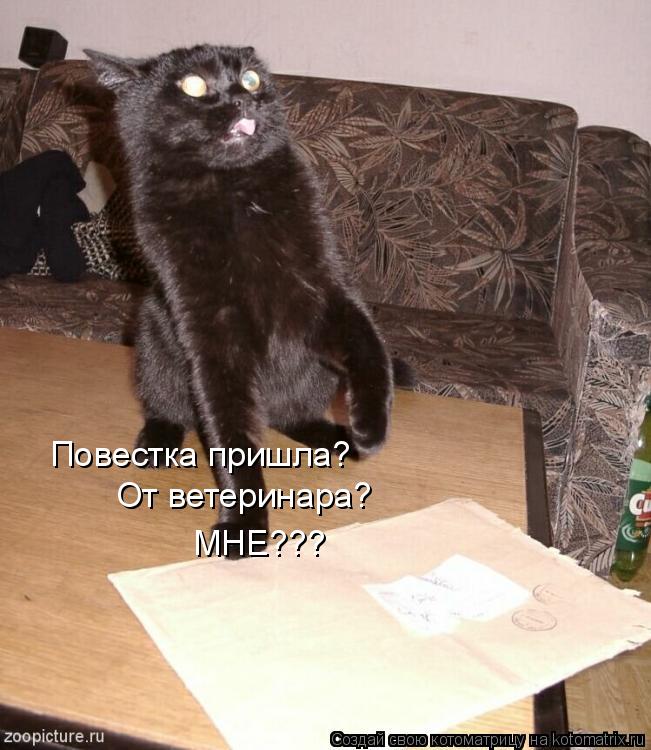 Повестка пришла? От ветеринара? МНЕ???... Котоматрица: Повестка пришла? От ветеринара? МНЕ???