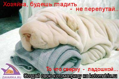 Котоматрица: Хозяйка, будешь гладить -  не перепутай... То что сверху  -  ладошкой...