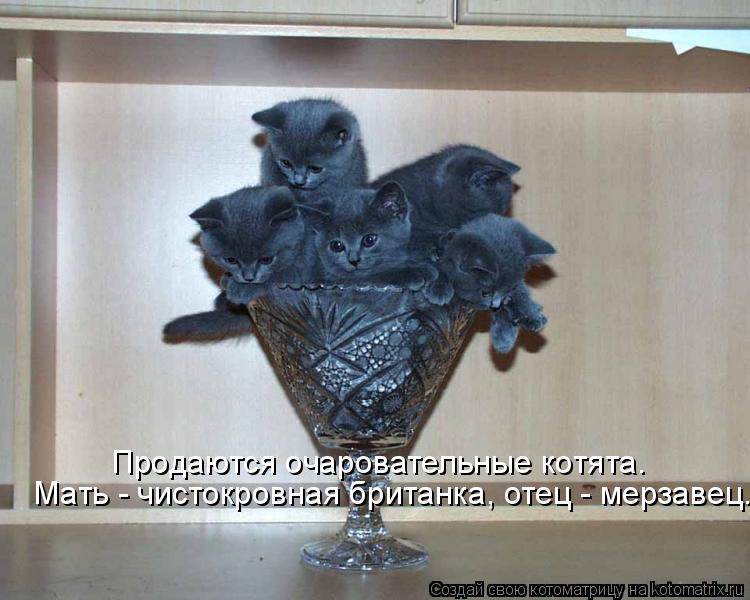 Котоматрица: Продаются очаровательные котята.  Мать - чистокровная британка, отец - мерзавец.