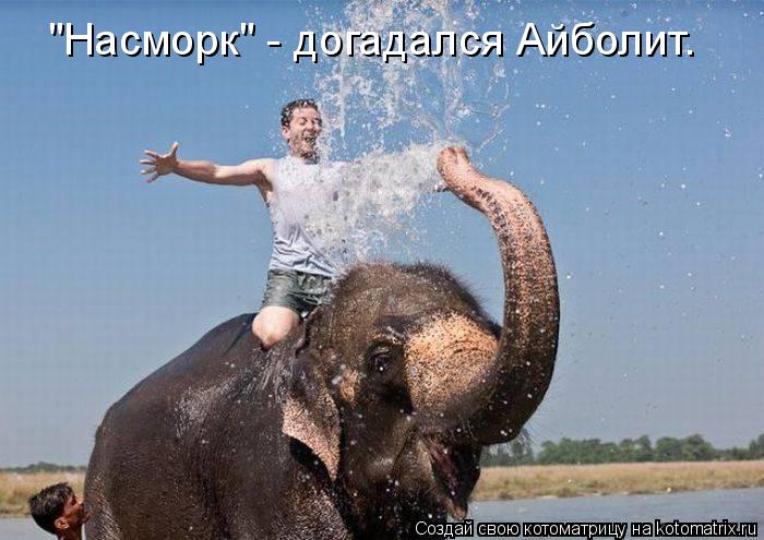 "Насморк" - догадался Айболит.... Котоматрица: "Насморк" - догадался Айболит.