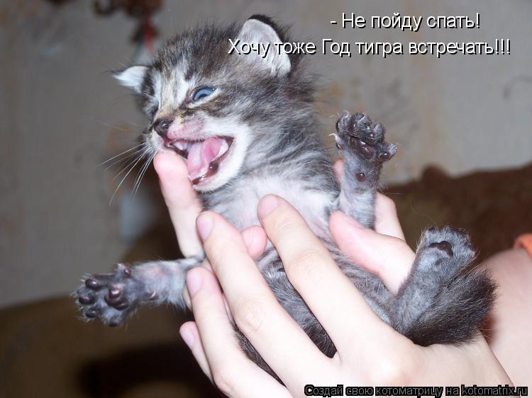 Котоматрица: - Не пойду спать!  Хочу тоже Год тигра встречать!!!