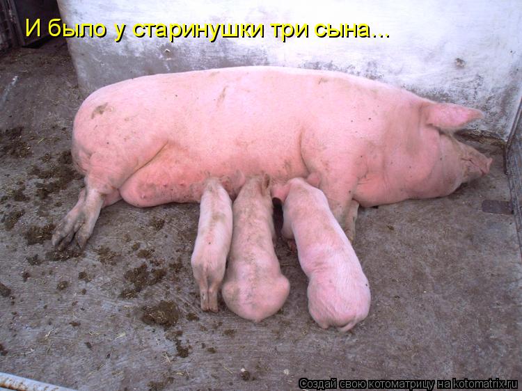Котоматрица: И было у старинушки три сына...