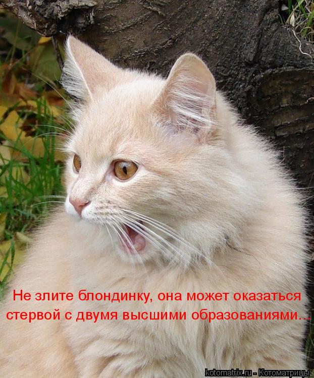 Котоматрица: Не злите блондинку, она может оказаться стервой с двумя высшими образованиями...