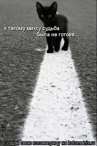Котоматрица: к такому миксу судьба  была не готова....