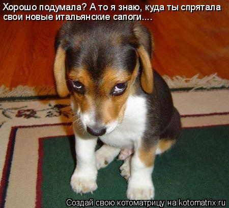 Котоматрица: свои новые итальянские сапоги.... Хорошо подумала? А то я знаю, куда ты спрятала