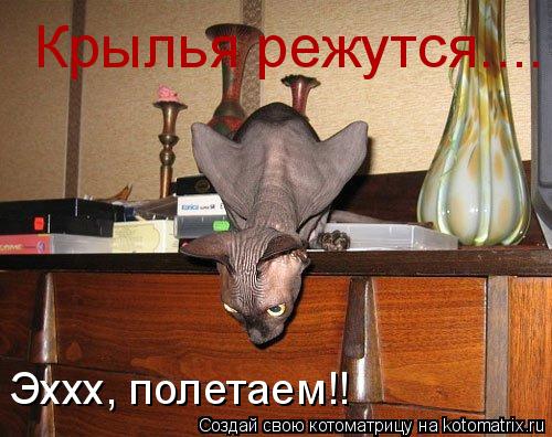 Котоматрица: Крылья режутся.... Эххх, полетаем!!