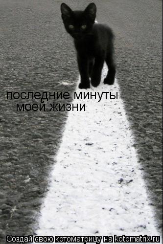Котоматрица: последние минуты моей жизни