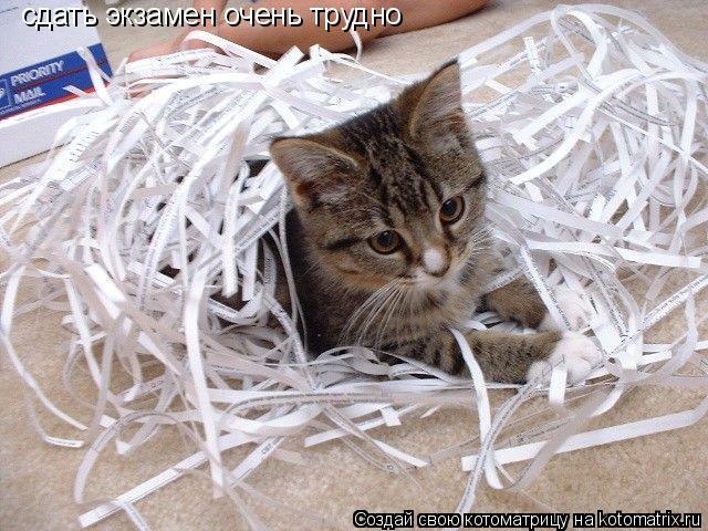 Котоматрица: сдать экзамен очень трудно