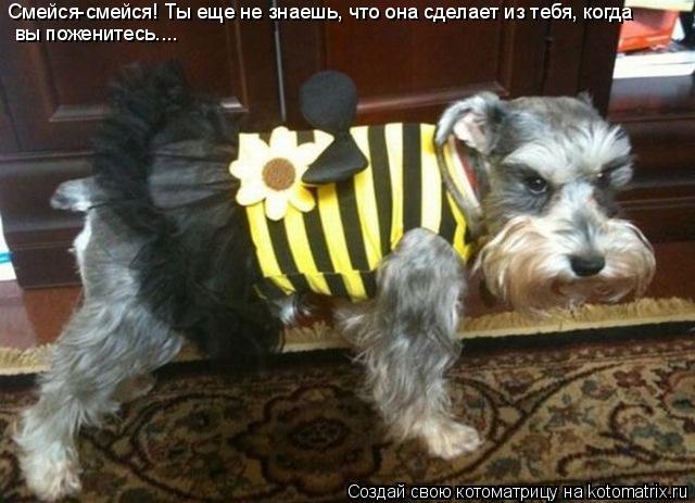 Смейся-смейся! Ты еще не знаешь, что она сделает из тебя, когда вы поженитесь....... Котоматрица: Смейся-смейся! Ты еще не знаешь, что она сделает из тебя, когда вы поженитесь....