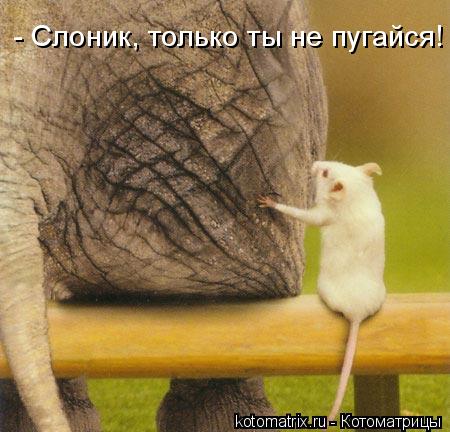 - Слоник, только ты не пугайся!... Котоматрица: - Слоник, только ты не пугайся!