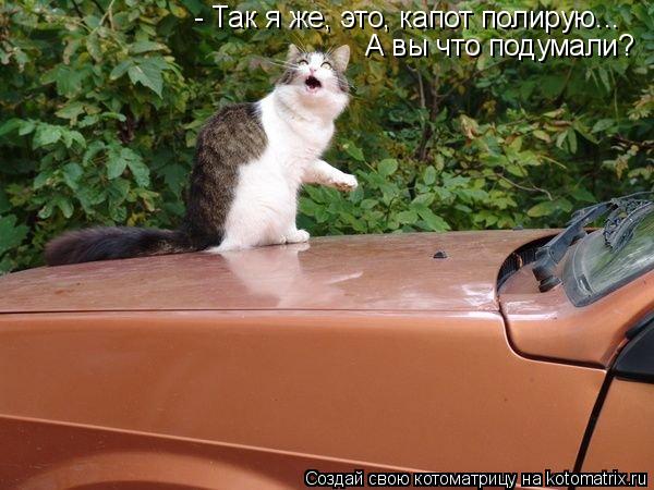 - Так я же, это, капот полирую... А вы что подумали?... Котоматрица: - Так я же, это, капот полирую... А вы что подумали?