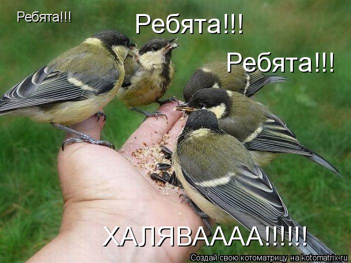 Ребята!!! Ребята!!! Ребята!!! ХАЛЯВАААА!!!!!!... Котоматрица: Ребята!!! Ребята!!! Ребята!!! ХАЛЯВАААА!!!!!!