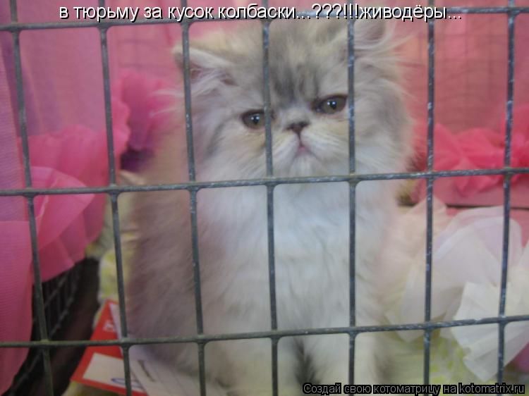 в тюрьму за кусок колбаски...???!!!живодёры...... Котоматрица: в тюрьму за кусок колбаски...???!!!живодёры...