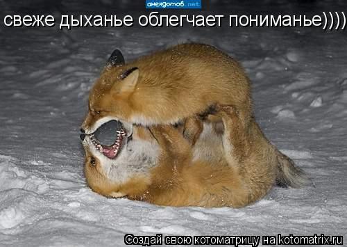 Котоматрица: свеже дыханье облегчает пониманье)))))
