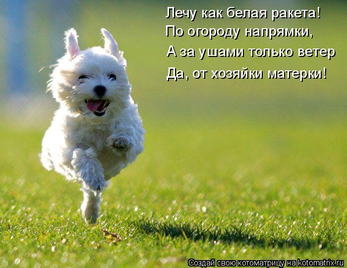 Котоматрица: Лечу как белая ракета! По огороду напрямки, А за ушами только ветер Да, от хозяйки матерки!
