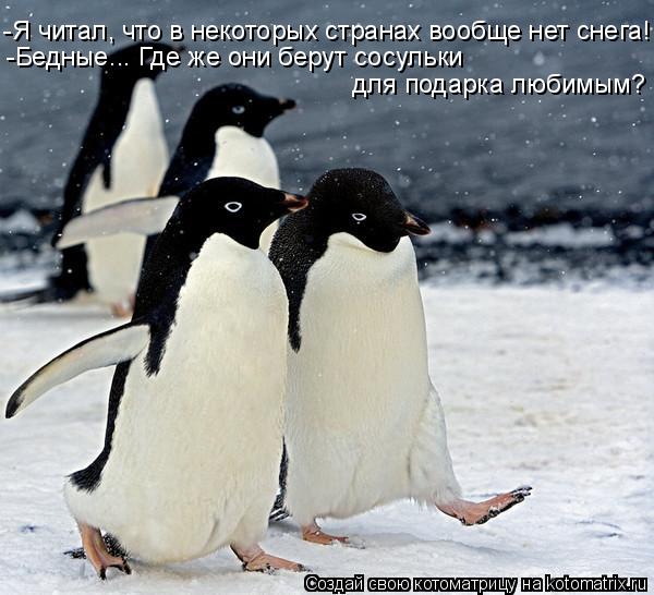 Котоматрица: -Я читал, что в некоторых странах вообще нет снега! -Бедные... Где же они берут сосульки  для подарка любимым?