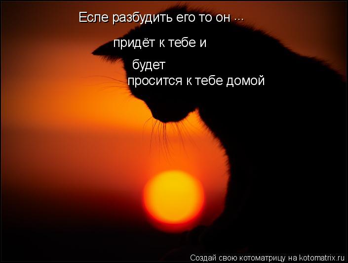 Котоматрица: Есле разбудить его то он ... придёт к тебе и  будет просится к тебе домой