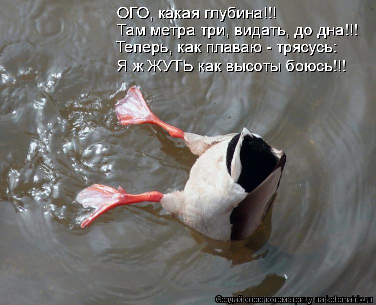 ОГО, какая глубина!!! Там метра три, видать, до дна!!! Теперь, как плаваю - трясусь: Я ж ЖУТЬ как выс... Котоматрица: ОГО, какая глубина!!! Там метра три, видать, до дна!!! Теперь, как плаваю - трясусь: Я ж ЖУТЬ как высоты боюсь!!!