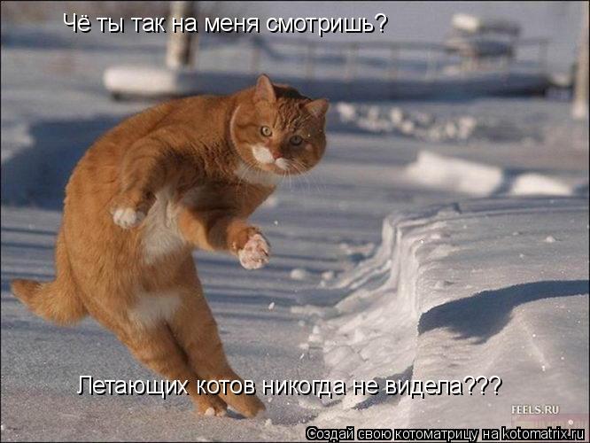 Котоматрица: Чё ты так на меня смотришь?  Летающих котов никогда не видела???