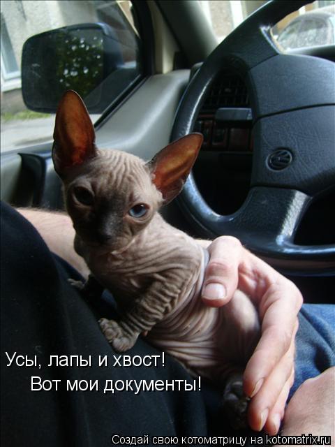 Котоматрица: Усы, лапы и хвост!   Вот мои документы!