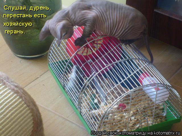 Котоматрица: Слушай, дурень,  перестань есть  хозяйскую   герань.
