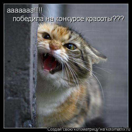 Котоматрица: ааааааа!!!!  победила на конкурсе красоты???